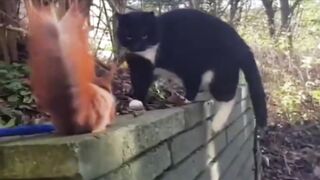 Удивительные животные