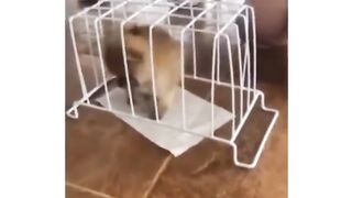 Animal funny video