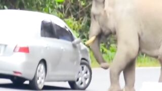Animal funny video