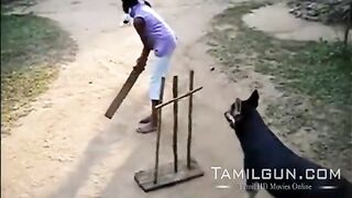 #dog playing cricket doing keeper
