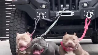 ???????? modify thar and three pitbull dog ????????????#tranding #amazing #shortvideo ????????????????????