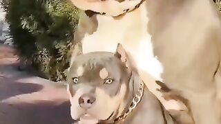 Dangerous pitbull dog # most dangerous dog in pitbull # pitbull lovers ????????????????????
