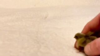 Little cute Chick