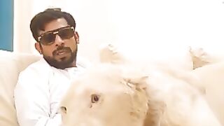 #Shorts #Lion #Tiger Lion ???? king ???? Jungle Raja Sher Life Style with Dubai ???????? king ????