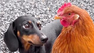 Dog and hen