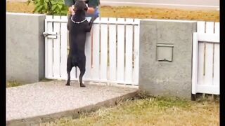 Beautiful dog