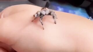 Funny spider ????????????????????