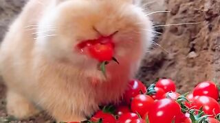 Cute rabbit
