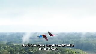 Best  Macaw parrot red colors
