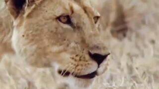 Strong animals in Africa buffalo vs leopard lion receives fierce attacks from the buffalo herd