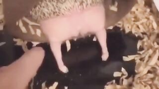 Amazing animal