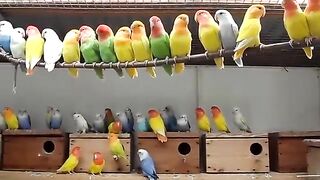Love birds.....
