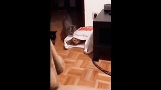 Don't miss the end,Unlimited funny video,pets funny video
