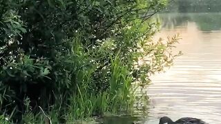 Ducks on the pond