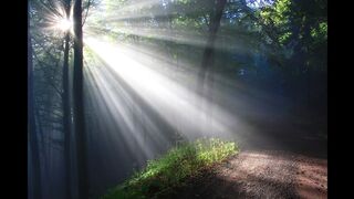 The Peaceful Sounds of the Forest