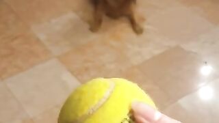 La La Dog playing with tennis ball ????