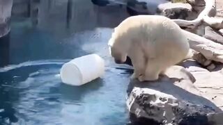 Polar bear Animal