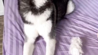 Intelligent Dog