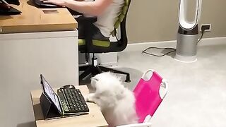 The perfect colleague at work