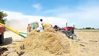 Best Performanc Massey ferguson375 with Almadina thresher machine model 2018
