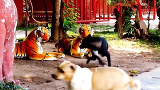 Fake tiger vs dog????????