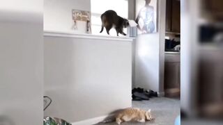 Cute and Funny Cats ???????? #cats #Viral #trending #kitten #funny