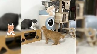 Best Funny Cats ???? And Dogs ???? Videos - Try Not To Laugh!