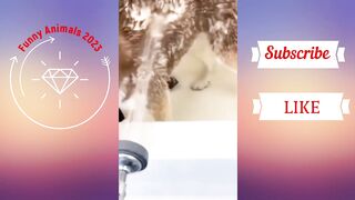 Best Funny Cats ???? And Dogs ???? Videos - Try Not To Laugh!
