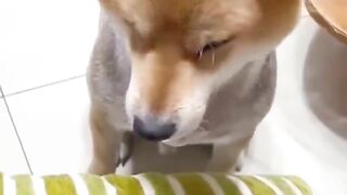 Best Funniest Videos 2023