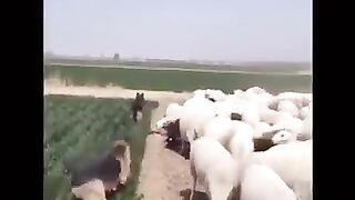 What a Beautiful  video
