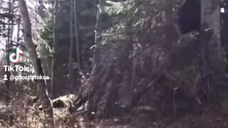 Mysterious creature spotted in forest