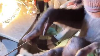 Chimps make Good Company