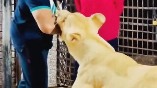 Don't miss end ???????? lion's attack on girl ????????????????????