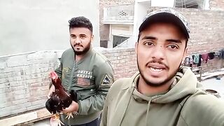 Aseeel fighter murga Lahore famous blood line