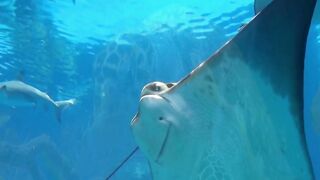 Ocean animals for children
