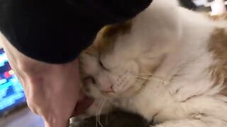 3  CATS