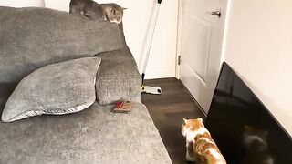 Adam  CAT