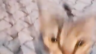This Cat Attacked the Camera!