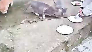 -5°C Night Feeding Street Cats