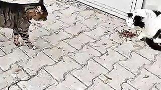 What Are They Saying Cats Talking in Secret Language!
