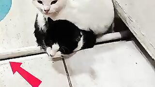 Feeding Two Starving Homeless Kittens Living Alone