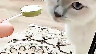 Cute Kitten Arlo Loves His Lollipop!