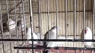 The birds ofb