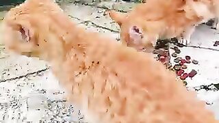 Cold, Hungry, Abandoned… We Fed Them Just in Time