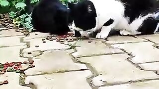 Fed Freezing Hungry Stray Cats… Then This Cat Stuck Its Tong