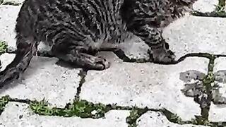 Two Shy Street Kittens Waiting in the Cold Winter Night