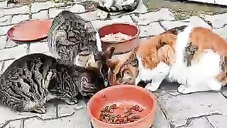 Cold, Hungry Street Cats Need Help