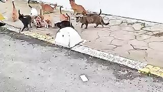 Hungry Army of Street Cats Surrounded Us