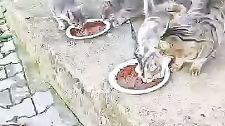 They Surrounded Us for Food… No Cat Should Be This Hungry