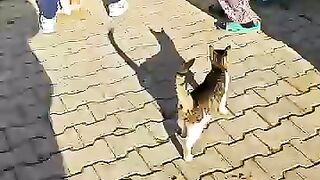 Village Cats Rushed Toward Us for Food!